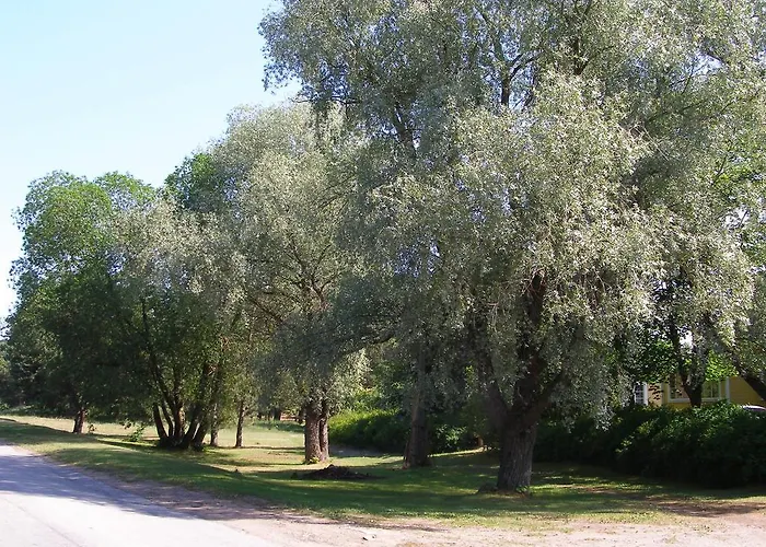 Puhkemaja Dom wakacyjny Treimani